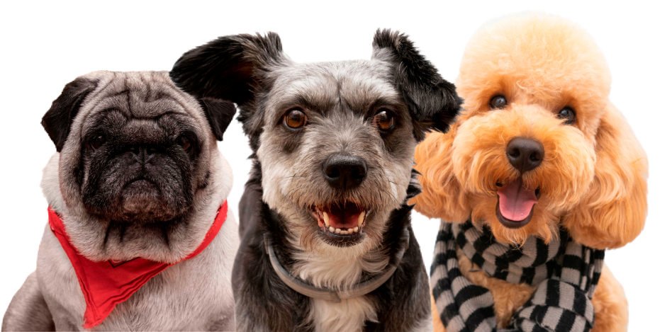 animals